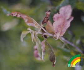 Podosphaera leucotricha - Síntoma de Oidio en hoja de manzano_2.jpg